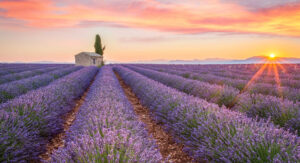 Le plateau de Valensole en fleur : quand y aller et comment ?